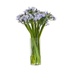 Agapanthus in Glass Vase