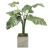 Alocasia in Planter 4-ft tall