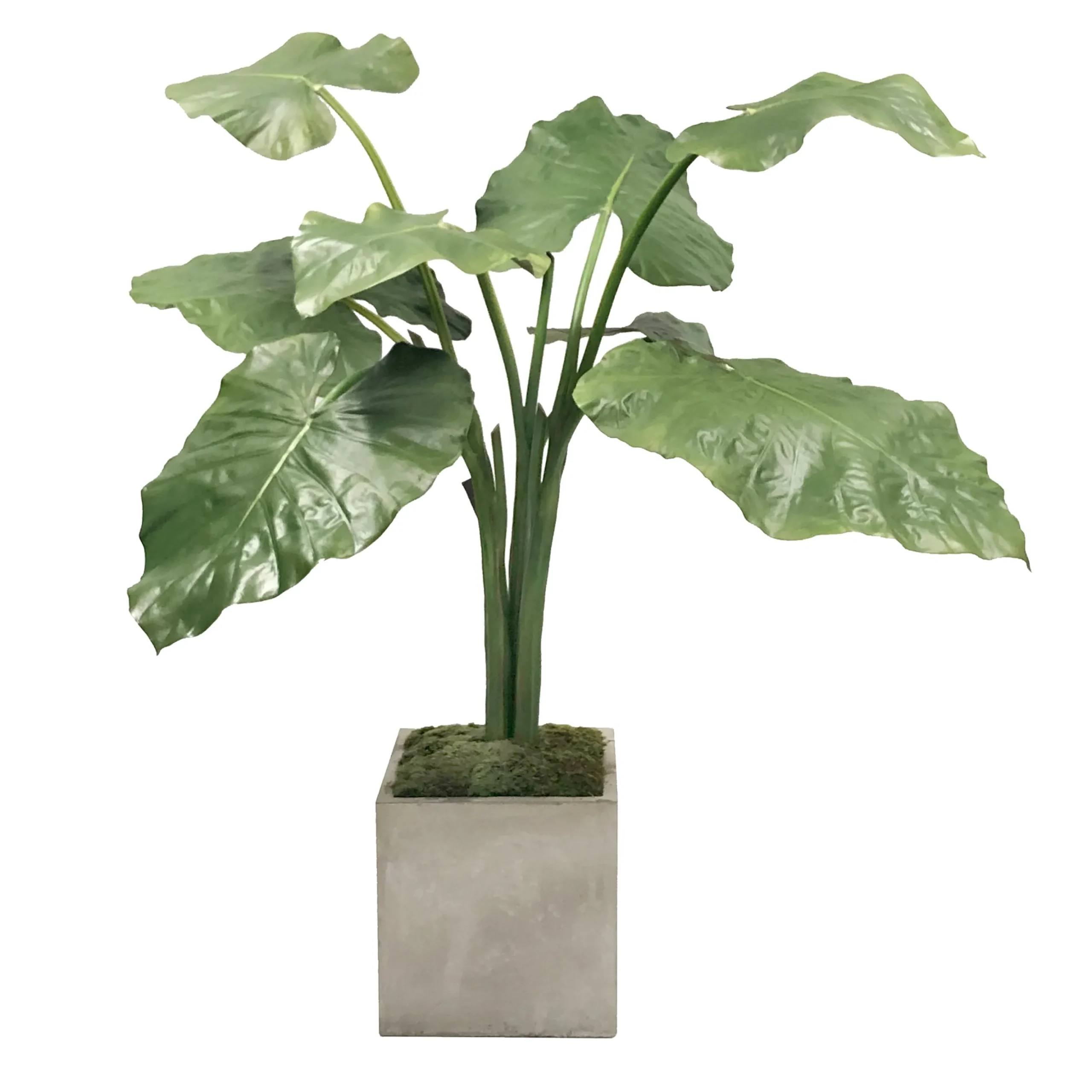 Alocasia in Planter 4-ft tall