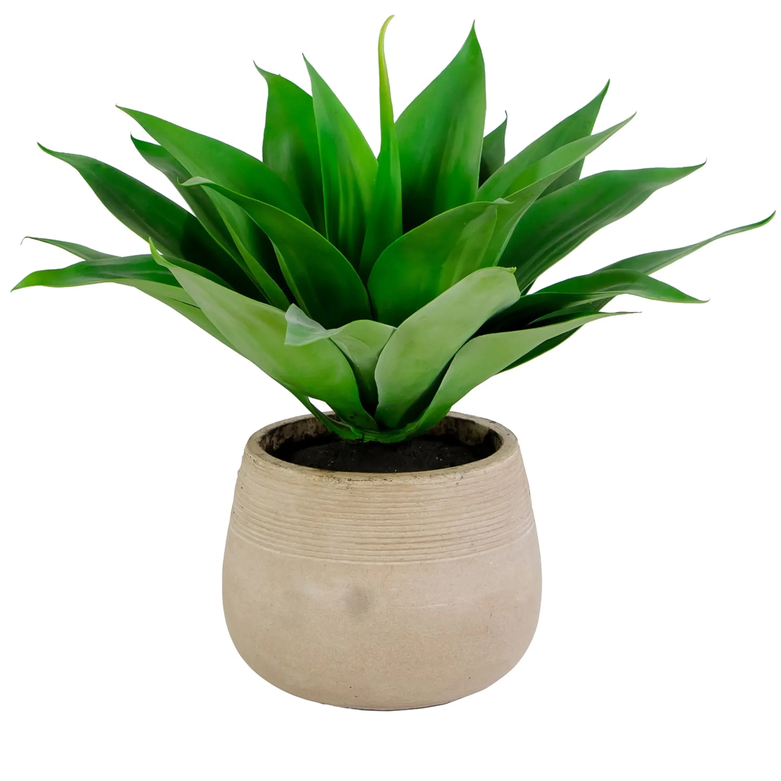 Aloe in Calistoga Planter 21-inches tall
