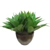 Aloe in Crete Bowl 22-inches tall