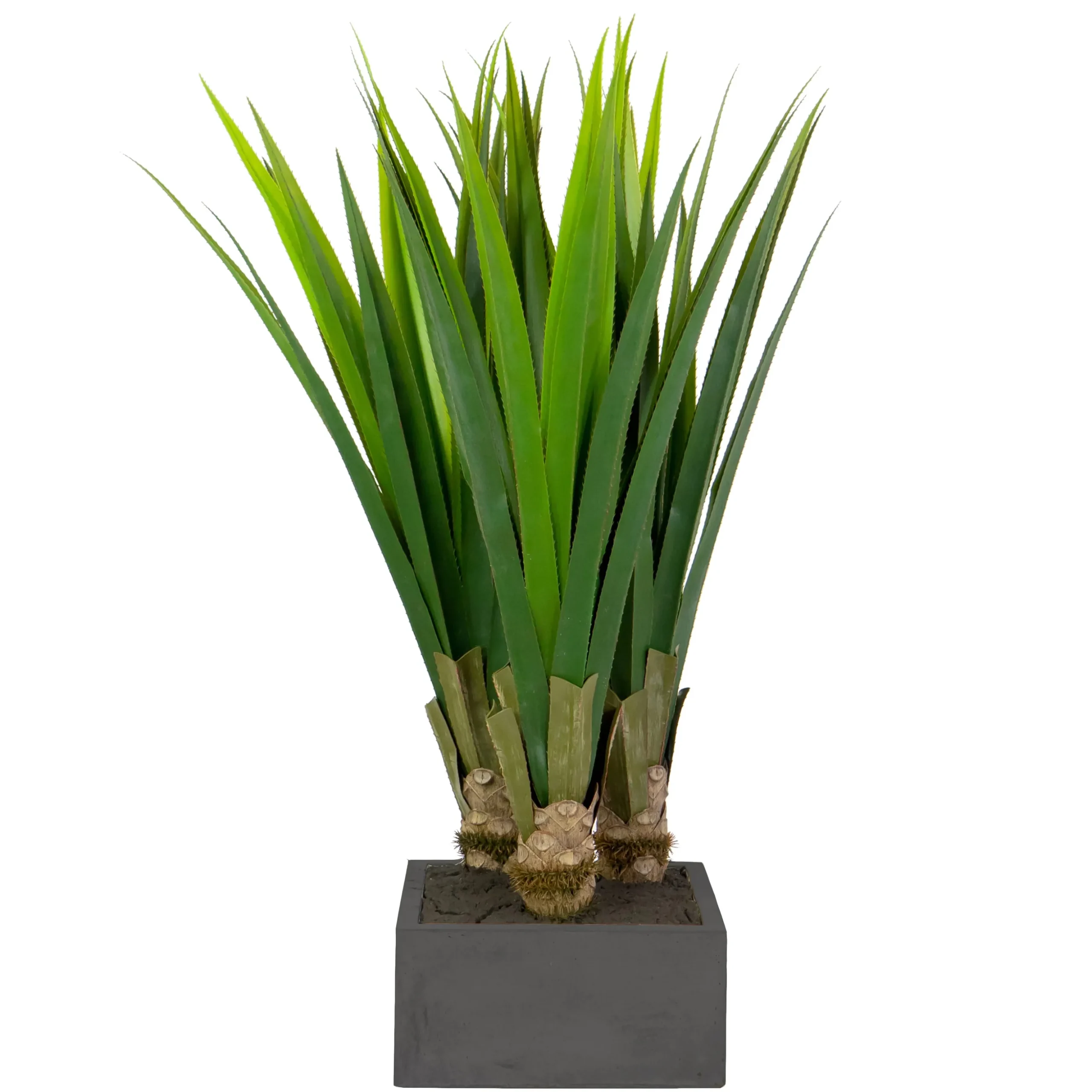 Aloe in Square Stonecast Planter 4'