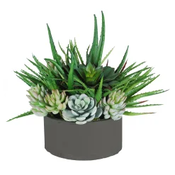 ALOE SUCCULENTS MIX IN TRAY 15"