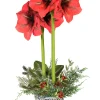 Amaryllis Arrangement