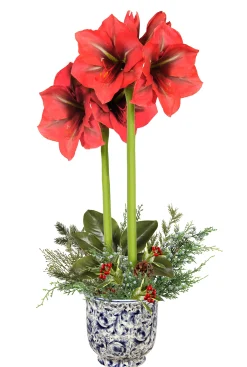 Amaryllis Arrangement