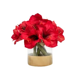 Amaryllis in Cylinder 11"