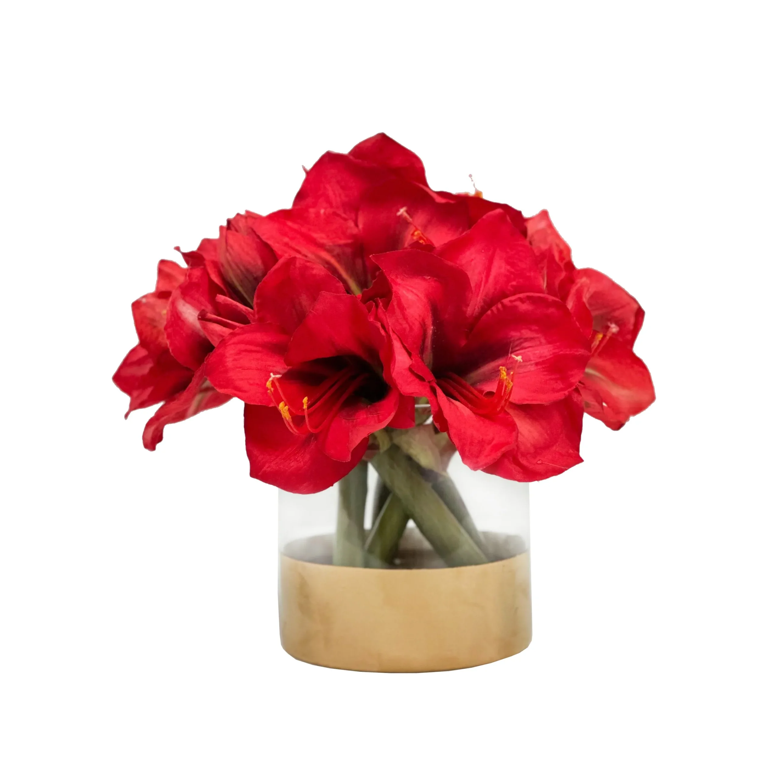 Amaryllis in Cylinder 11"