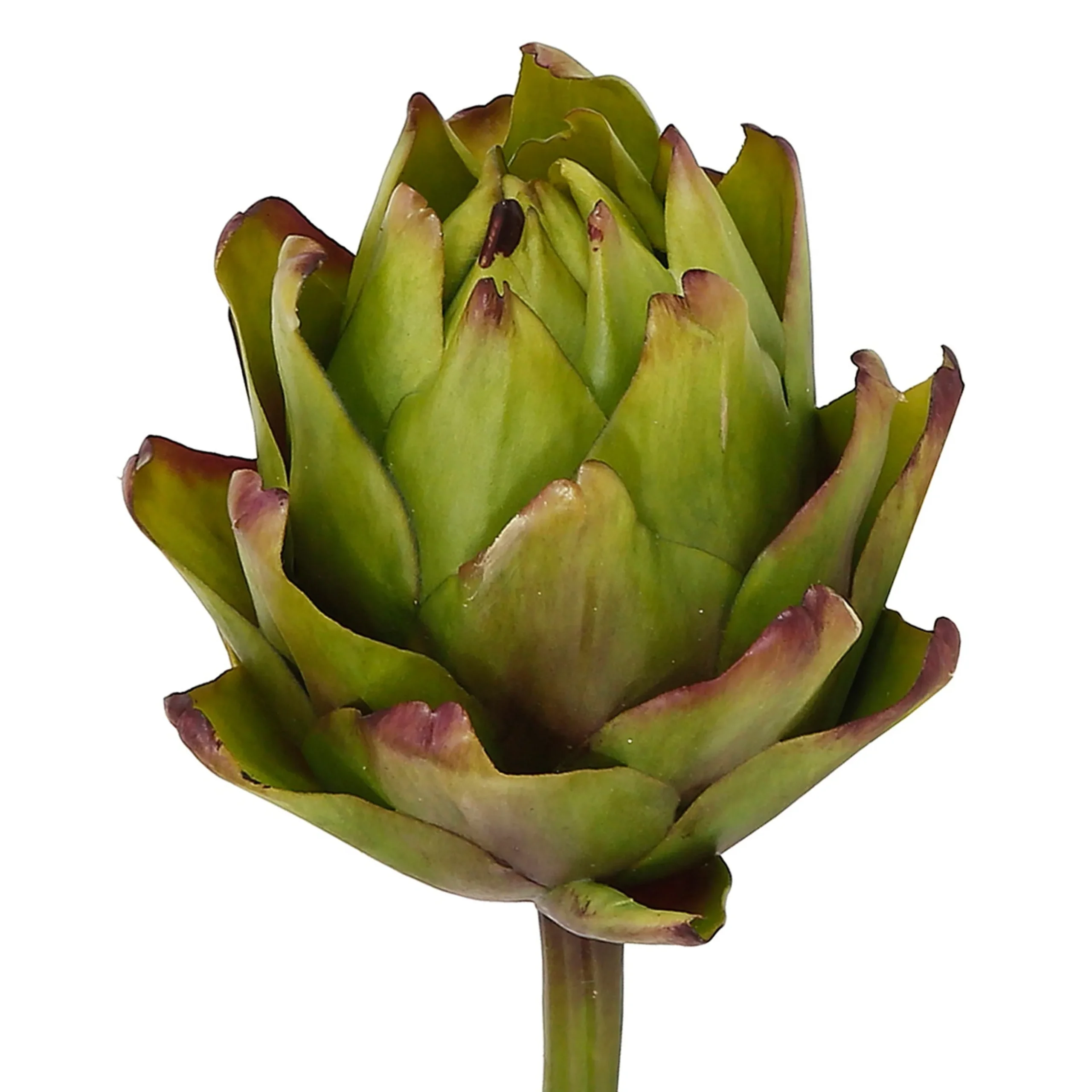ARTICHOKE (set of 12)