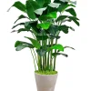 Banana Palm in Planter 84"