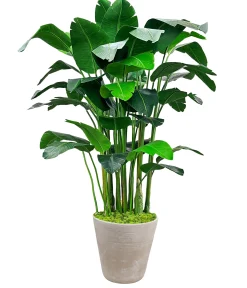 Banana Palm in Planter 84"