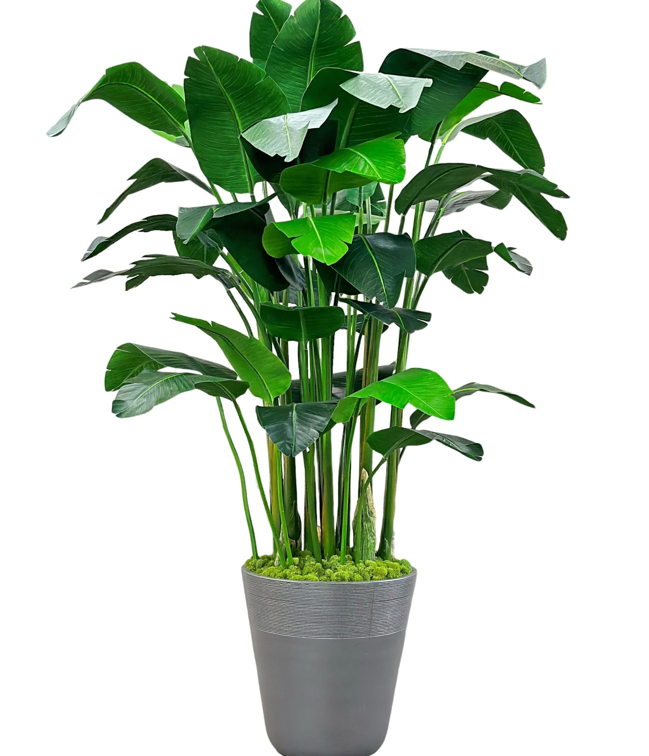 Banana Palm in Planter 84"