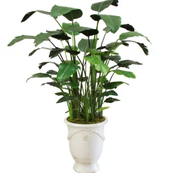 BANANA TREE IN TUSCAN URN 7'