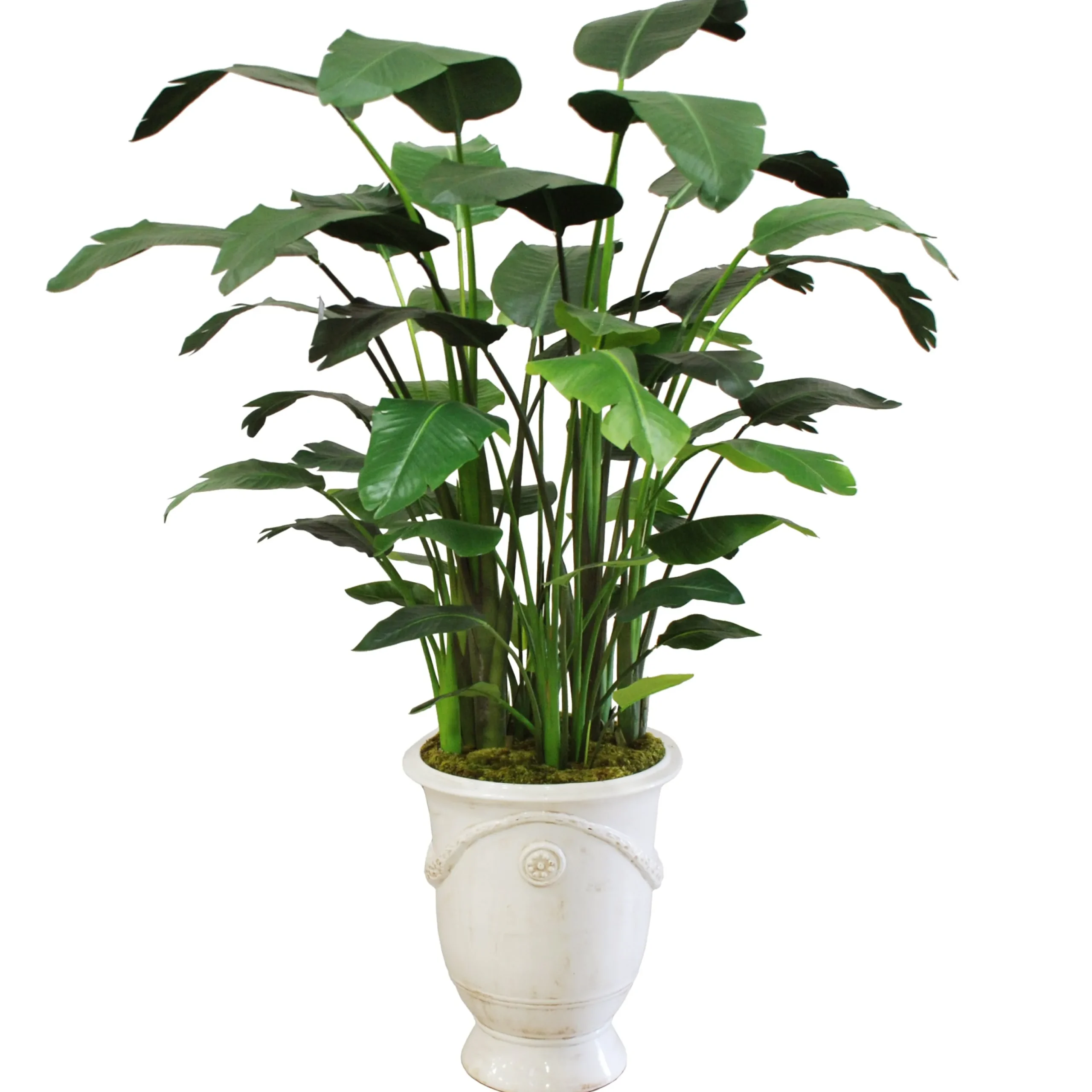 BANANA TREE IN TUSCAN URN 7'