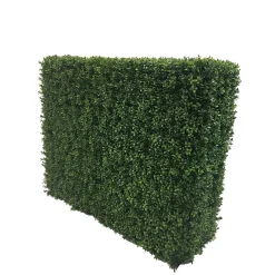 Boxwood Hedge 44" wide