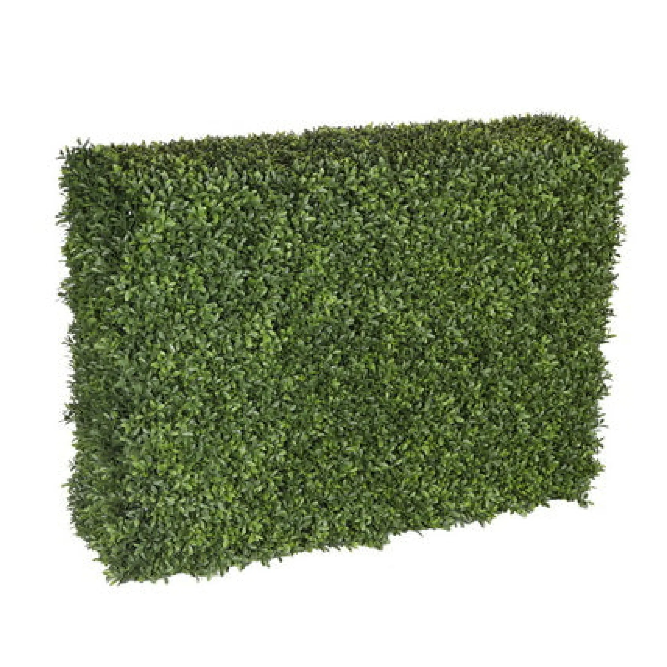 Boxwood Hedge 39" wide