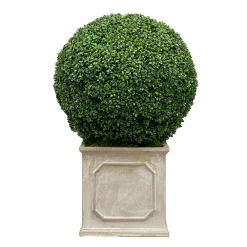 24" Boxwood in Planter