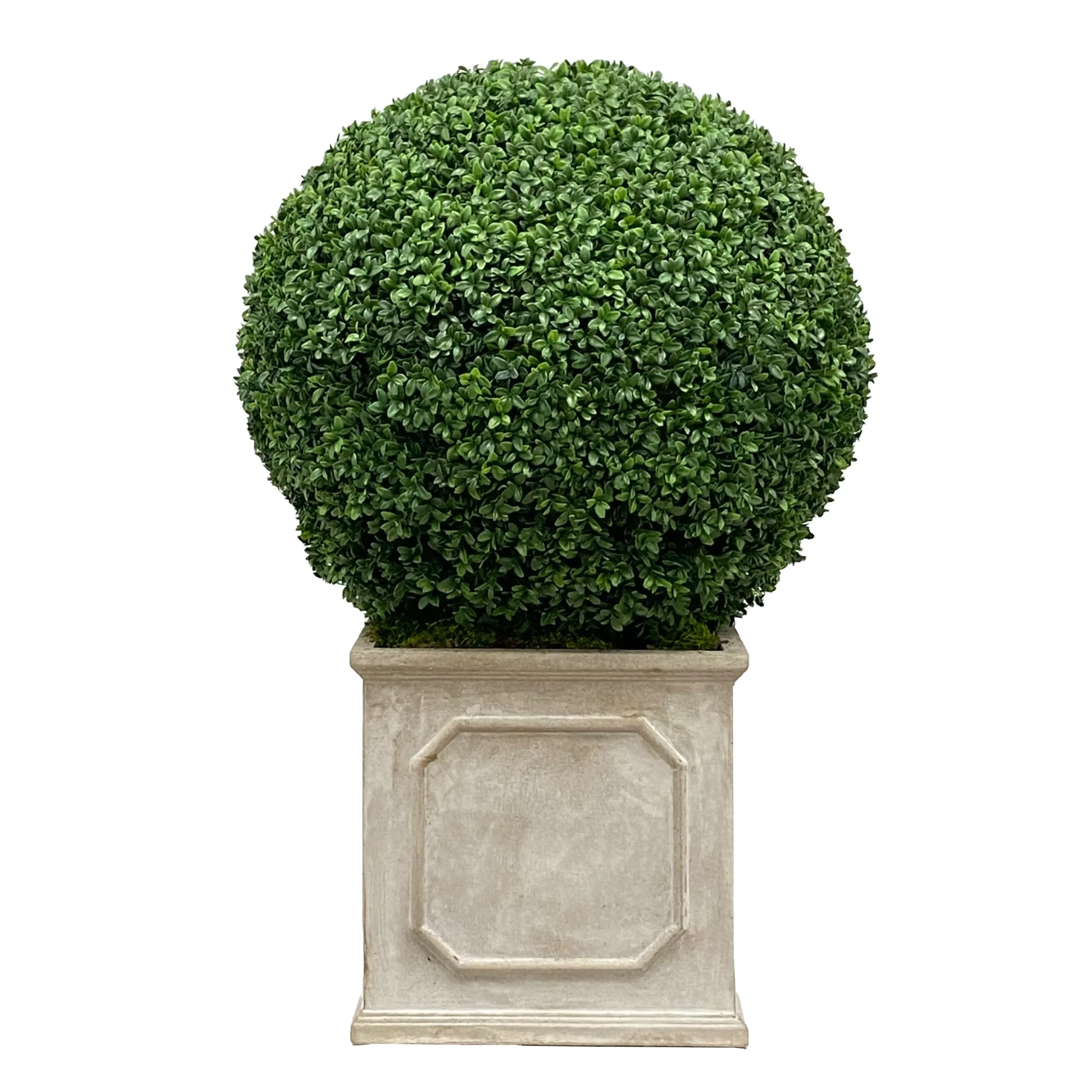 24" Boxwood in Planter