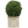 18" Boxwood in Planter