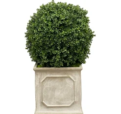 18" Boxwood in Planter