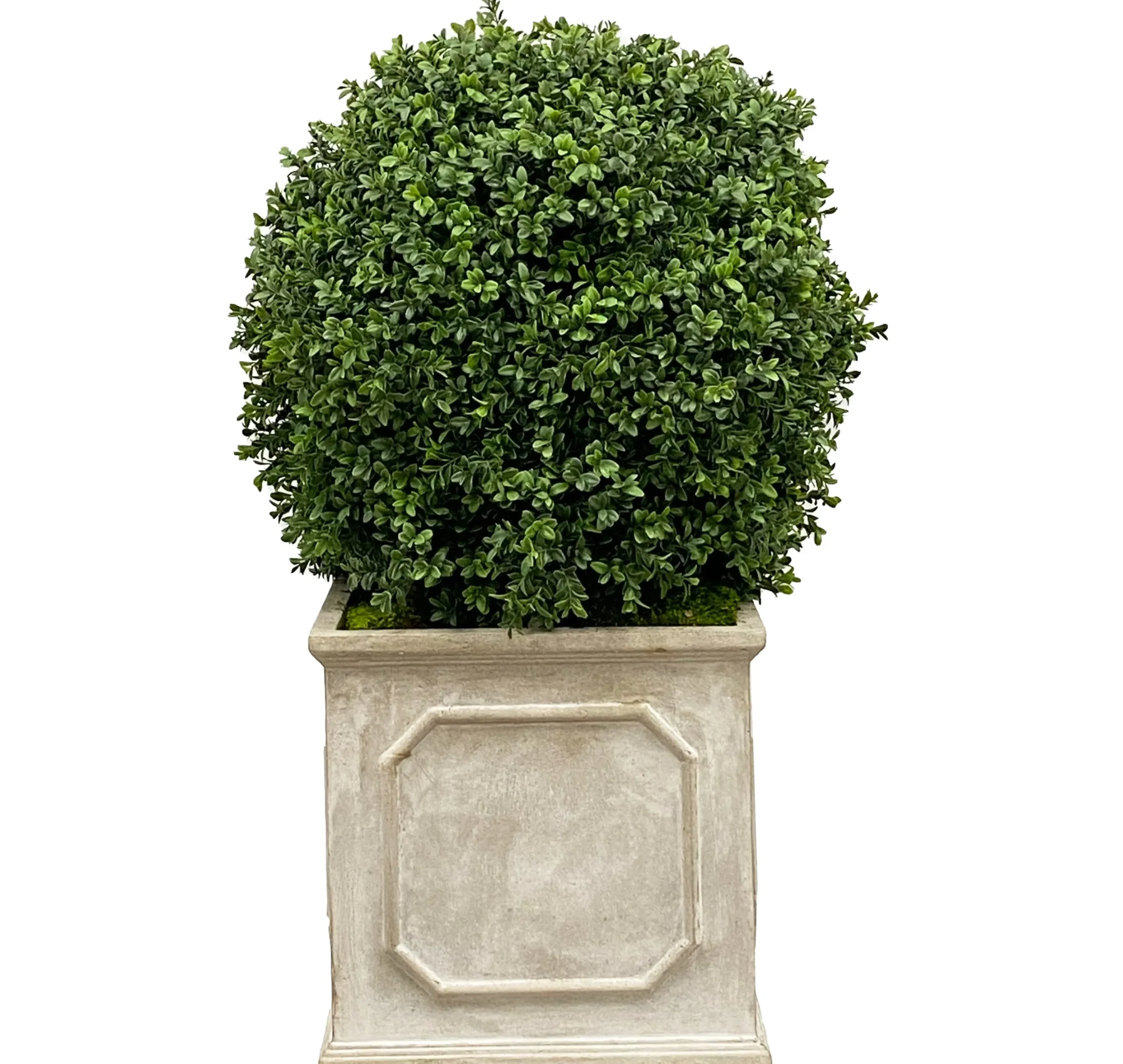 18" Boxwood in Planter