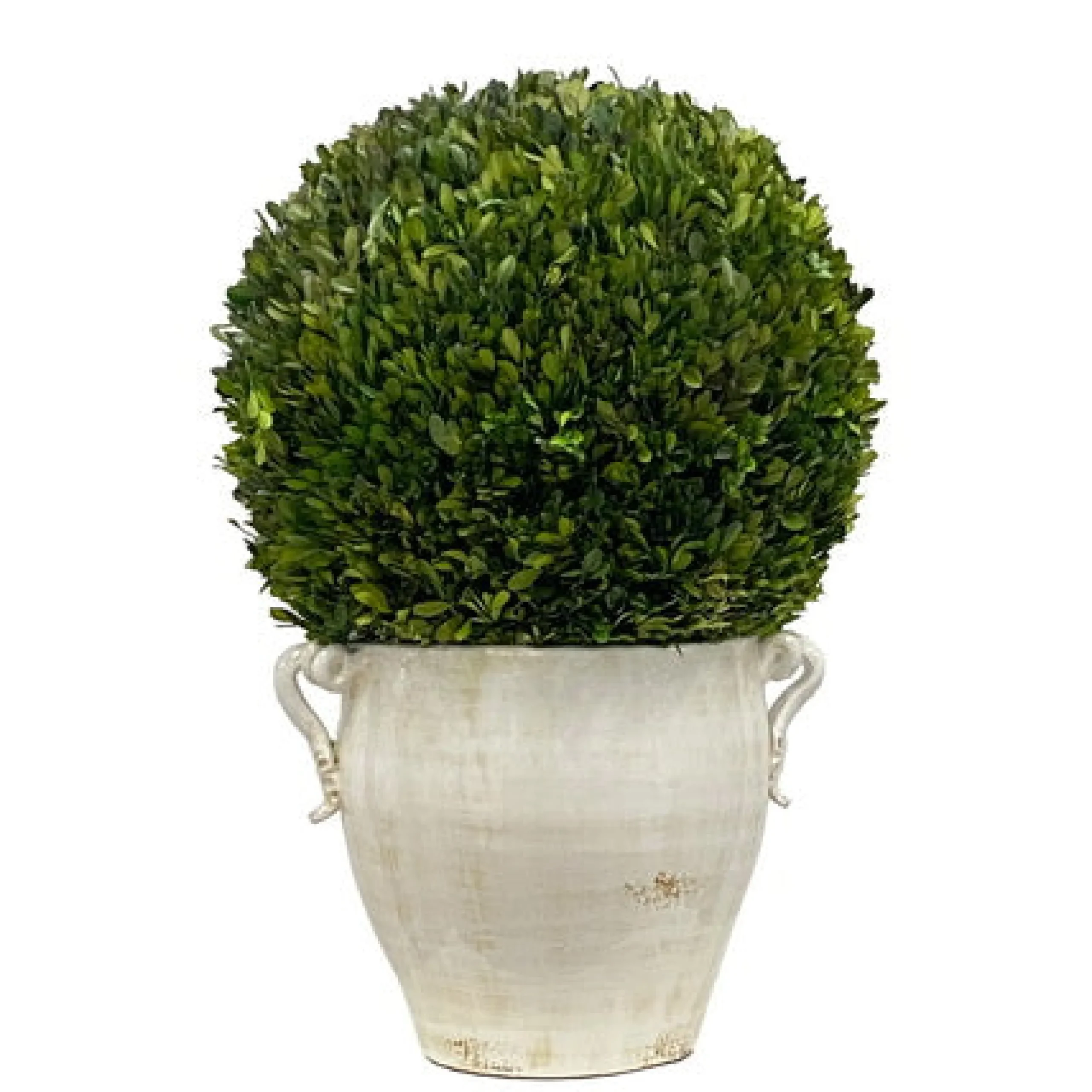 BOXWOOD IN PLANTER 28''