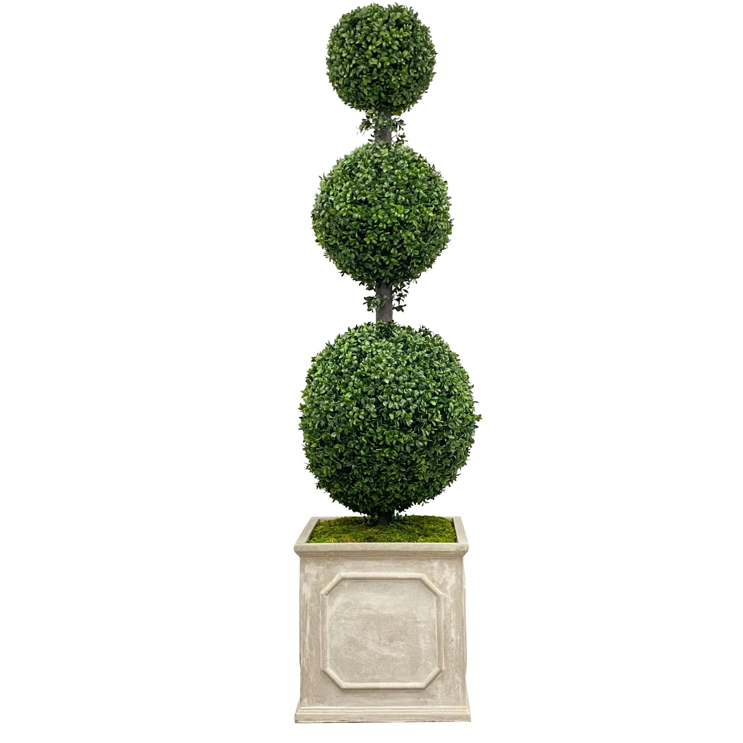 Boxwood in Square Planter 63"