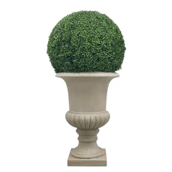 Boxwood in Urn 50"