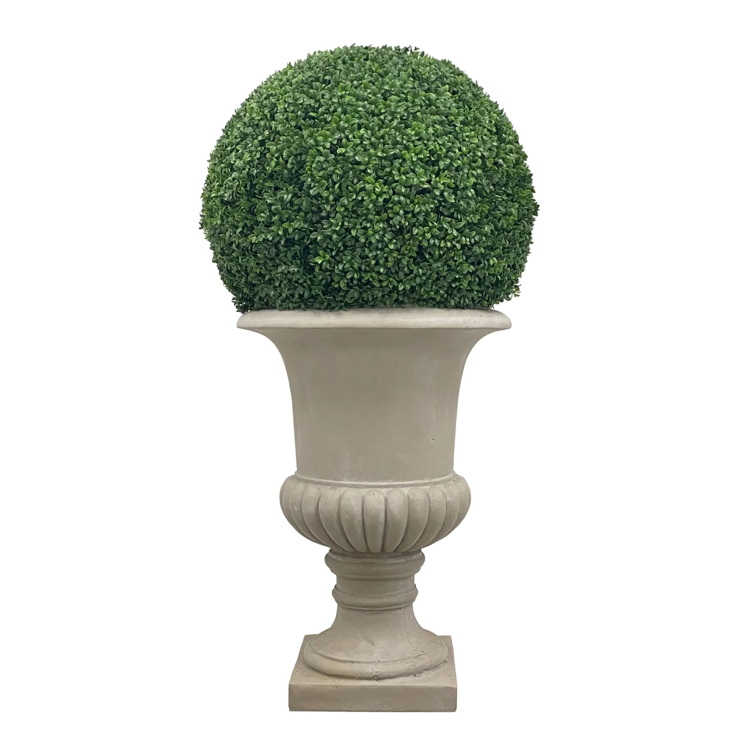 Boxwood in Urn 50"
