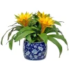 Bromeliad in Blossom Planter 20"