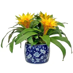 Bromeliad in Blossom Planter 20"