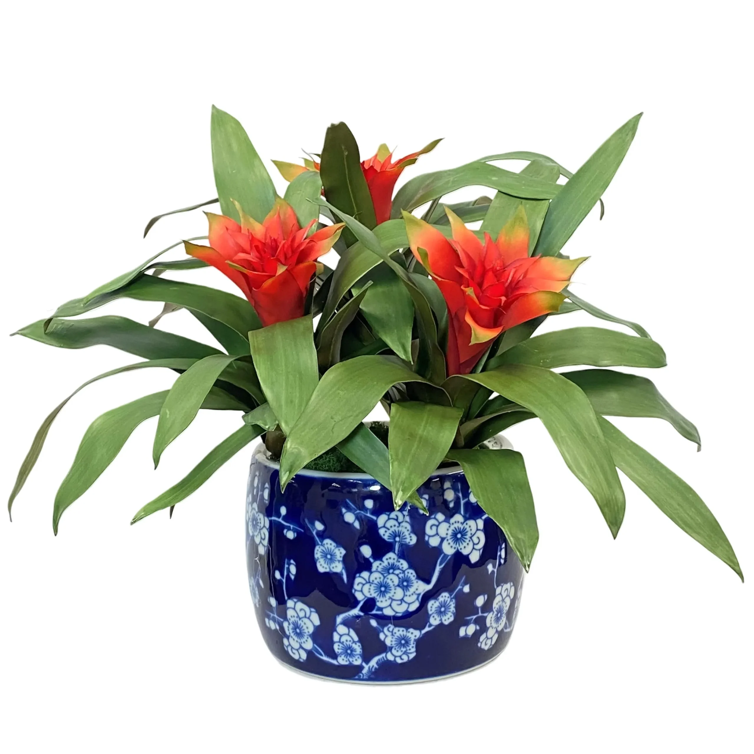 Bromeliad in Blossom Planter 18"