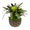 Bromeliad Mix in Bowl 17"