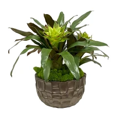 Bromeliad Mix in Bowl 17"