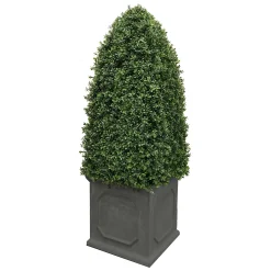 Bullet Boxwood in Planter 5'