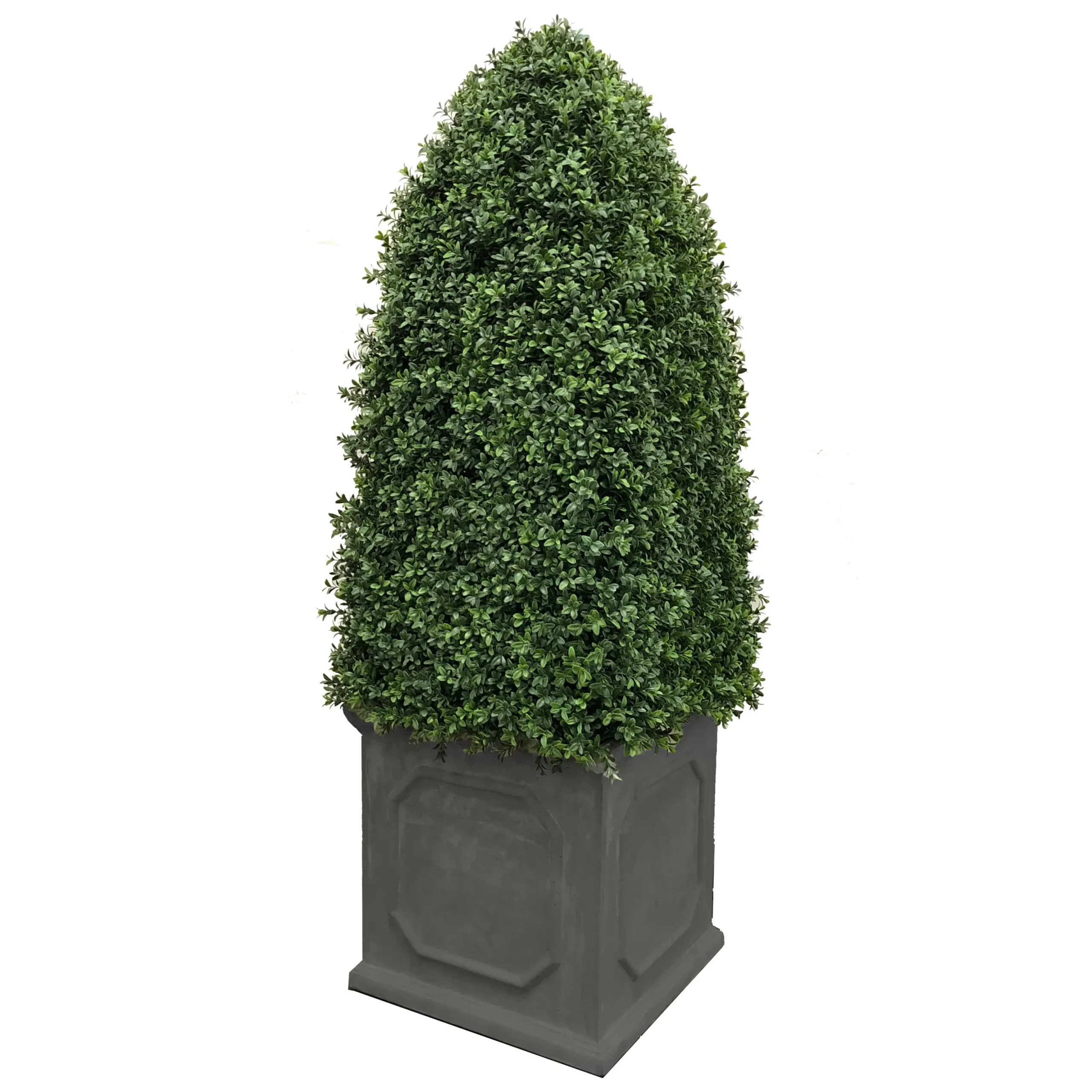 Bullet Boxwood in Planter 5'