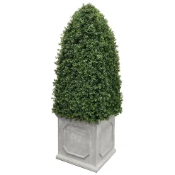 Bullet Boxwood in Planter 5'