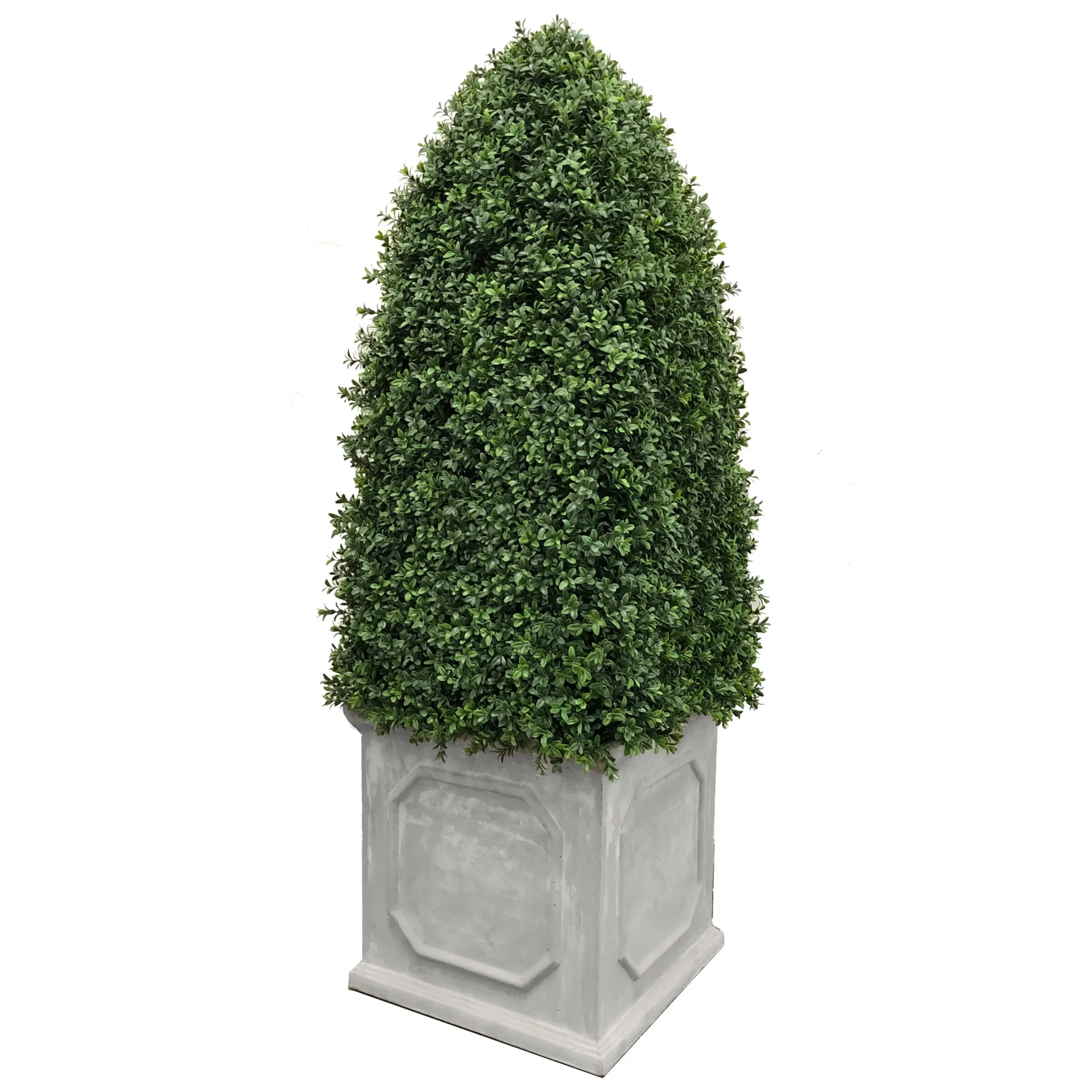 Bullet Boxwood in Planter 5'