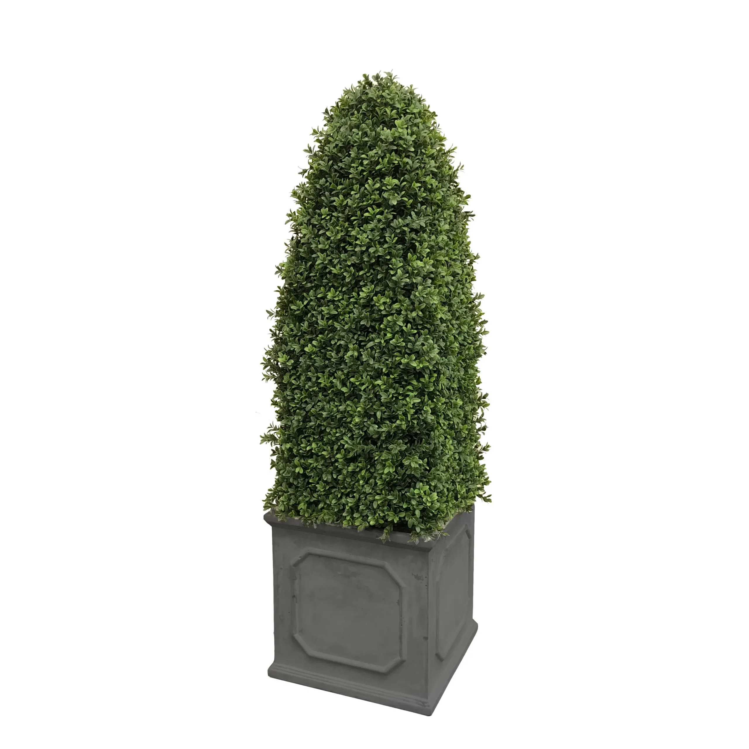 Bullet Boxwood in Square Planter 4.5'