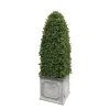 Bullet Boxwood in Square Planter 4.5'