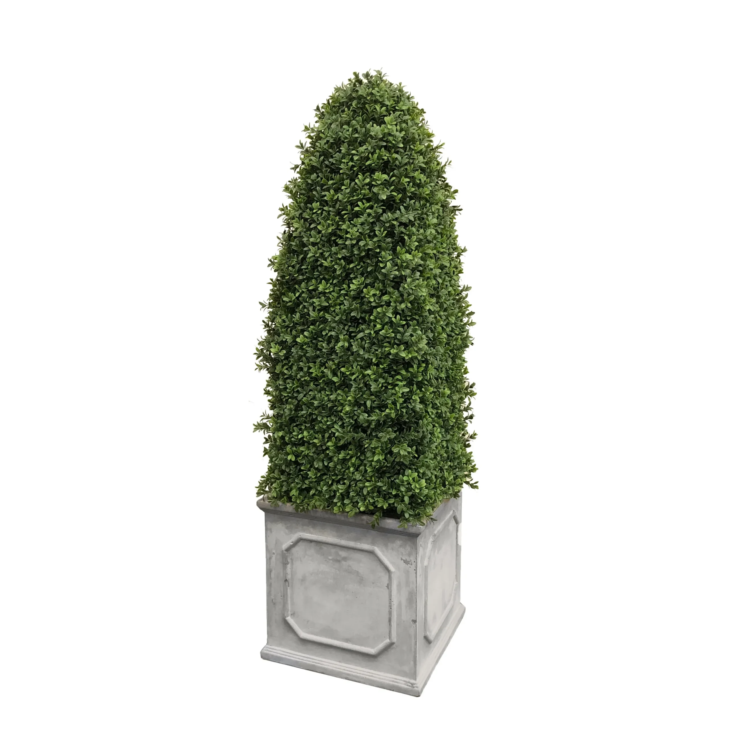 Bullet Boxwood in Square Planter 4.5'