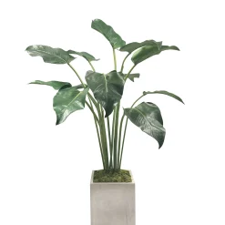 CALLA LEAF IN SQUARE PLANTER 4.5'