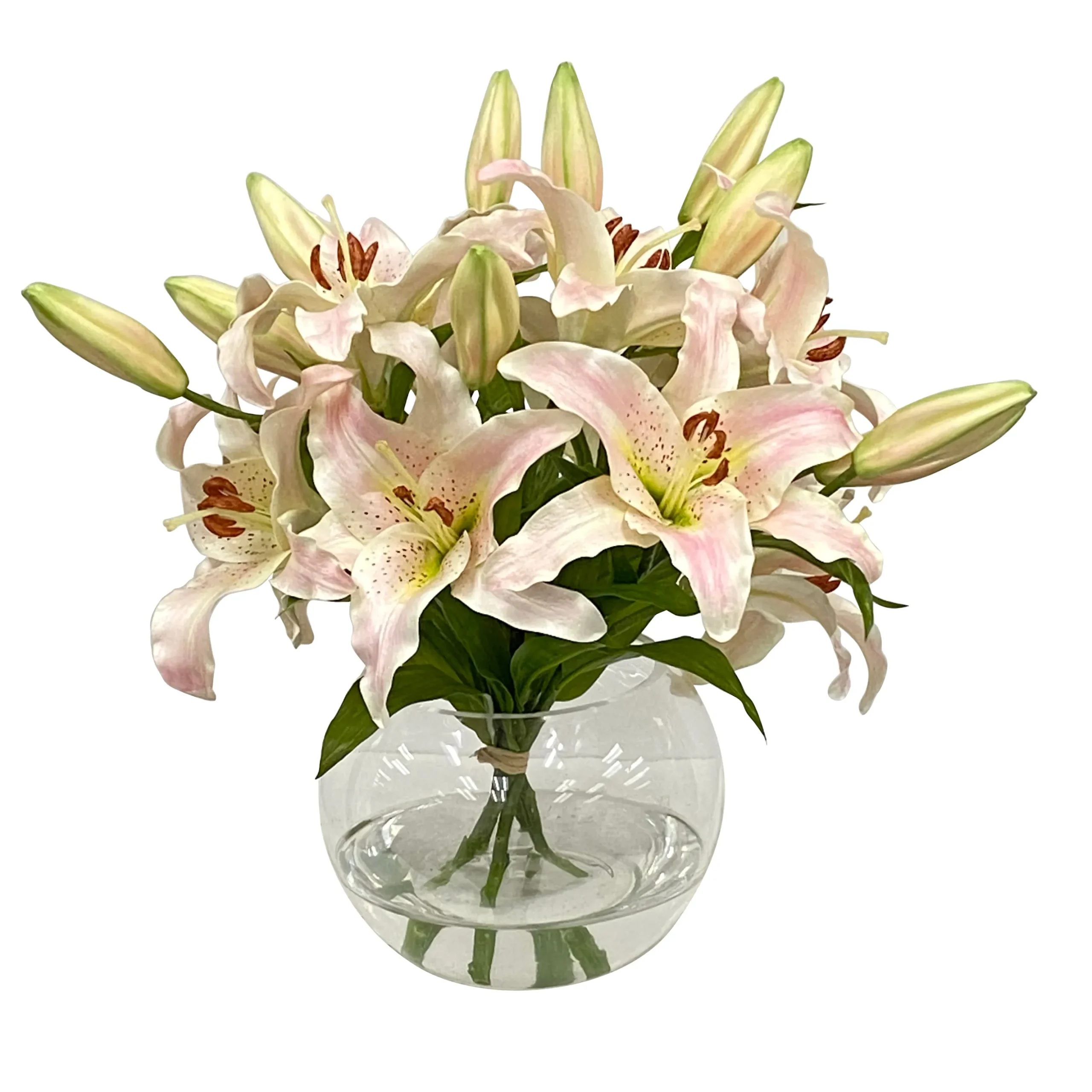 Casablanca in Glass Bowl 16"