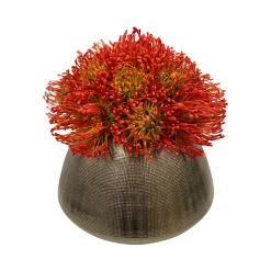 Cushion Protea in Cache Pot 11"