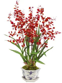 Dancing Lady Orchid in Rose Trellis Cache Pot 36"