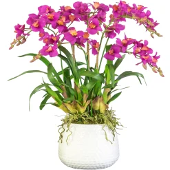 DANCING ORCHID IN DURIAN CACHE POT (WHD243-OH)