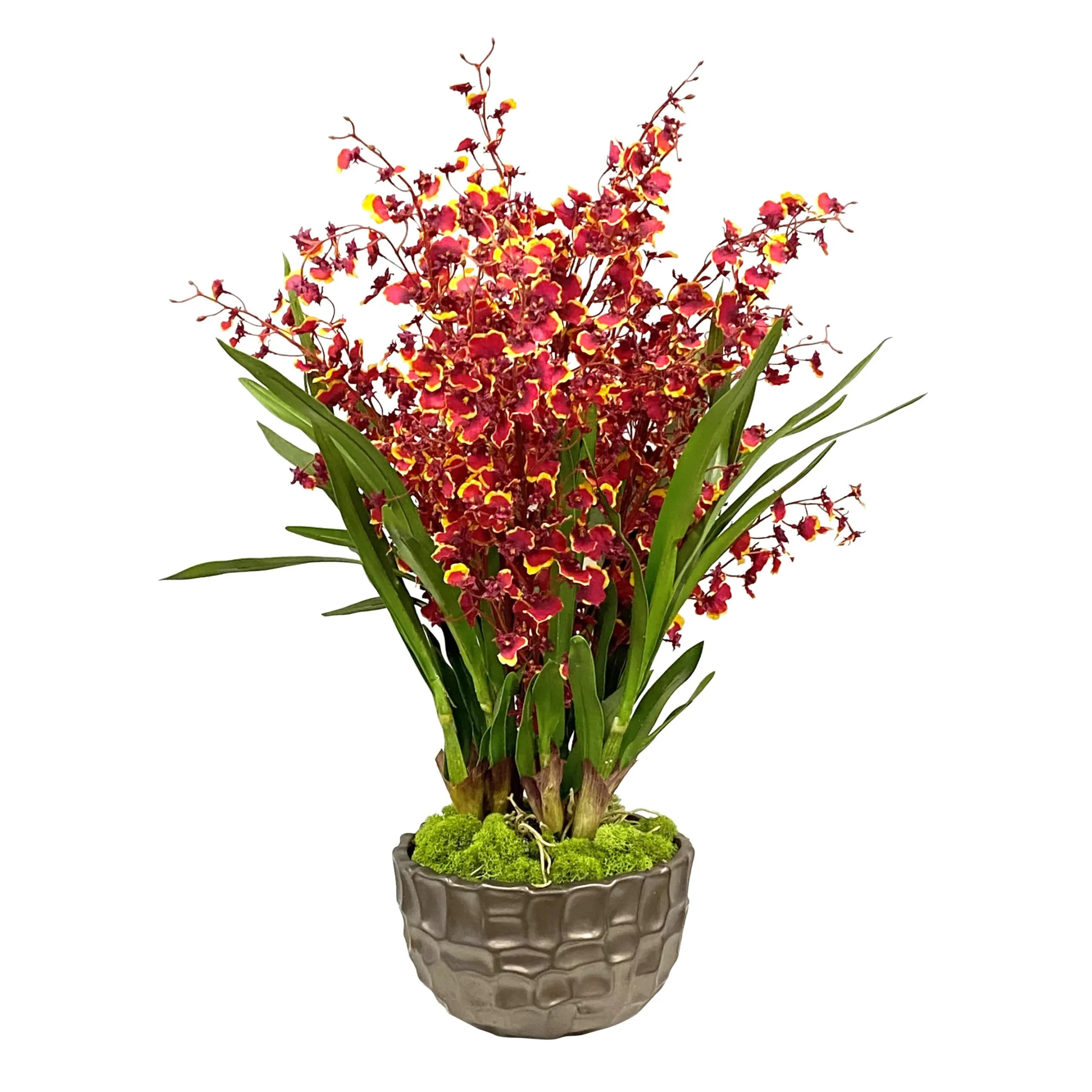 Dancing Orchid in Modern Bowl 32"