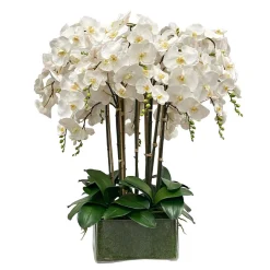 Deluxe Orchid in Square Glass 36"