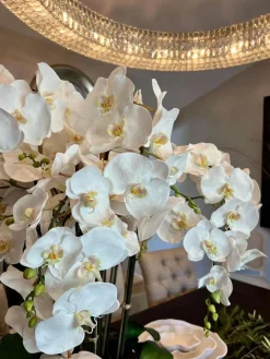Deluxe Orchid in Square Glass 36