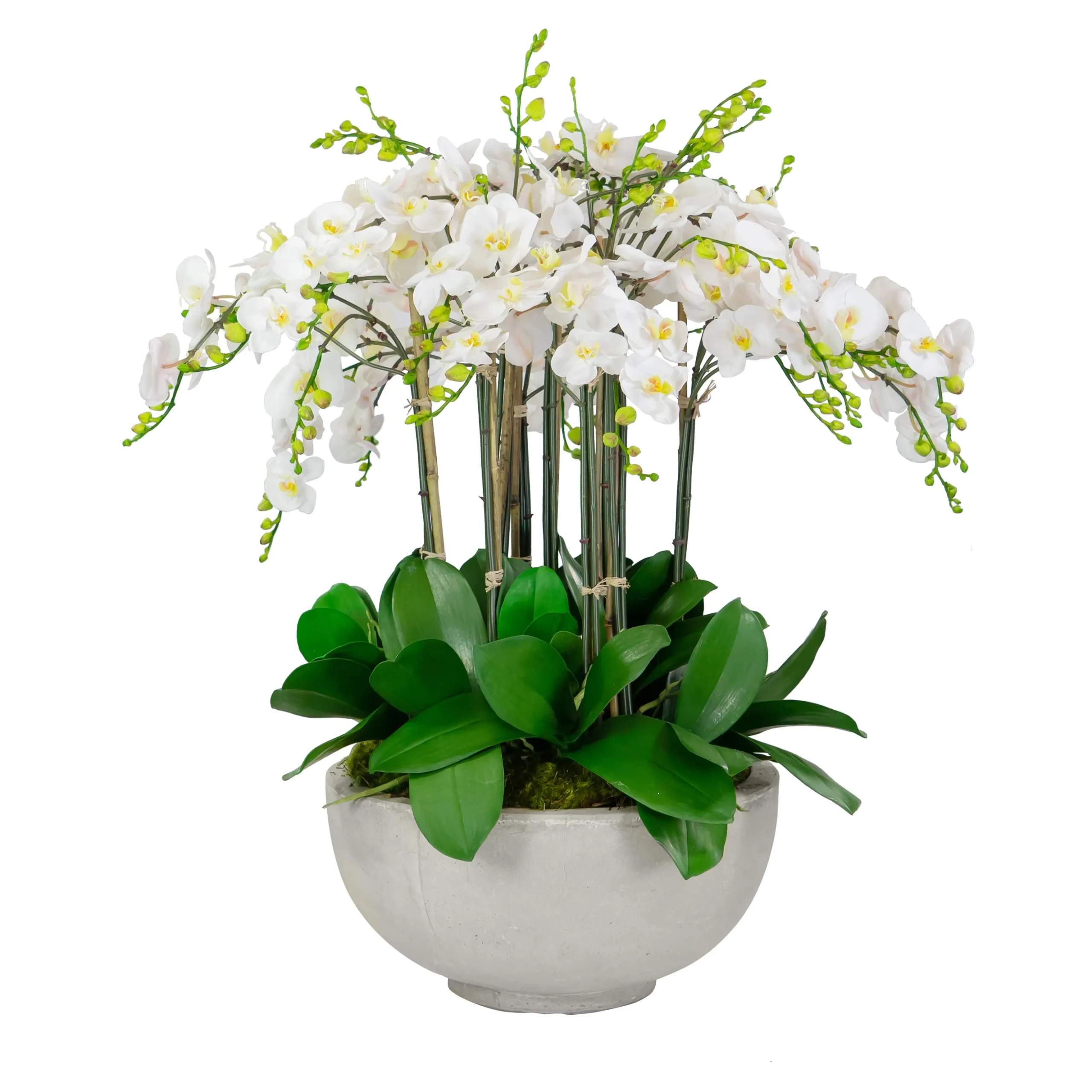 Deluxe Orchids in Bowl 34"