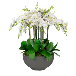 Deluxe Orchids in Bowl 34"